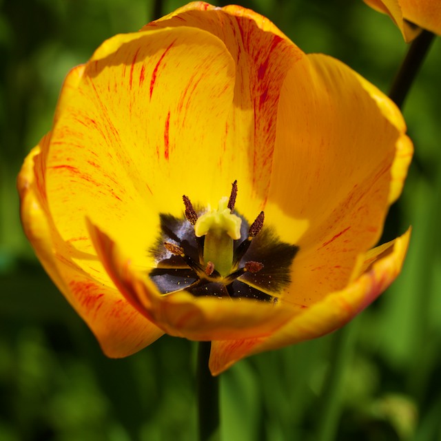 OLYMPUS DIGITAL CAMERA