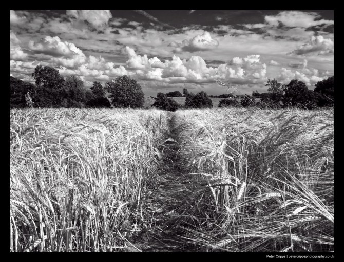 Field of Wheat
