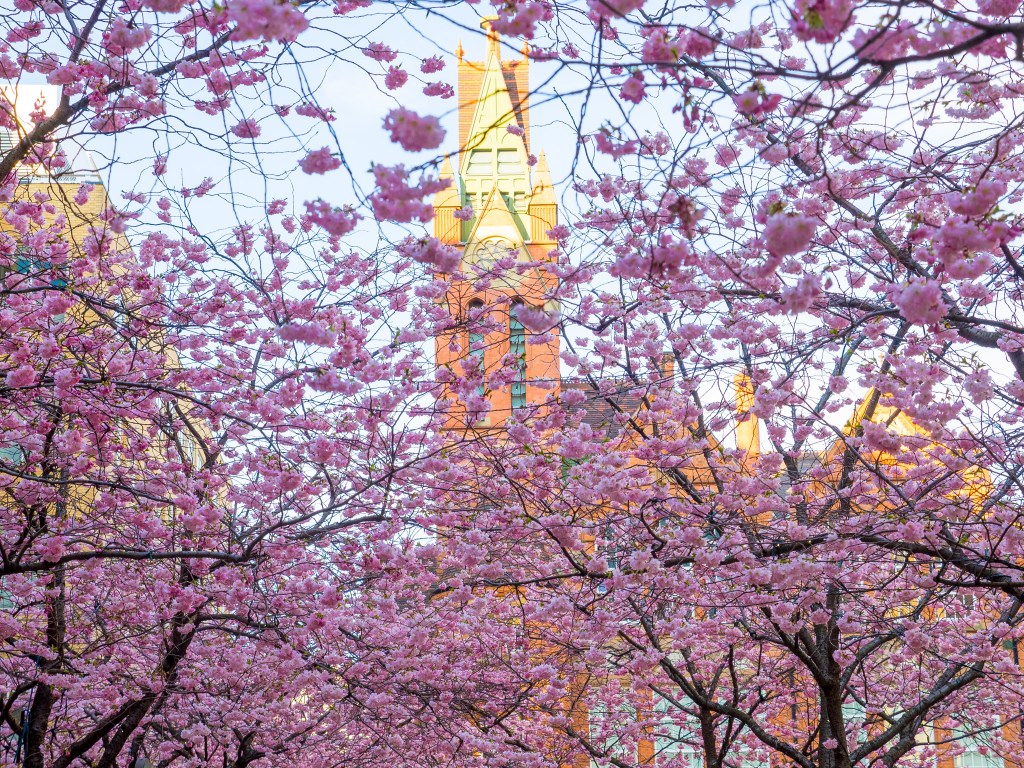 Blossom Trees, Brindley Place, Birmingham