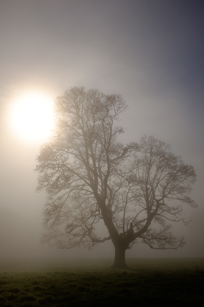 December - Tree in Mist