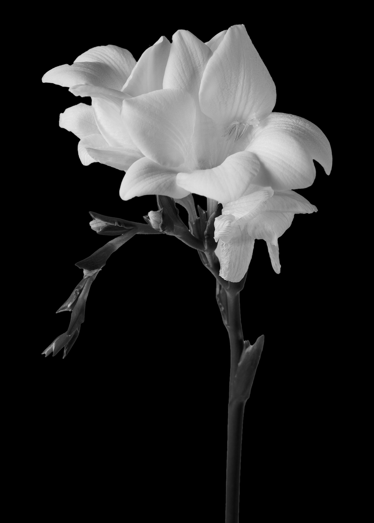 Homage to Mapplethorpe
