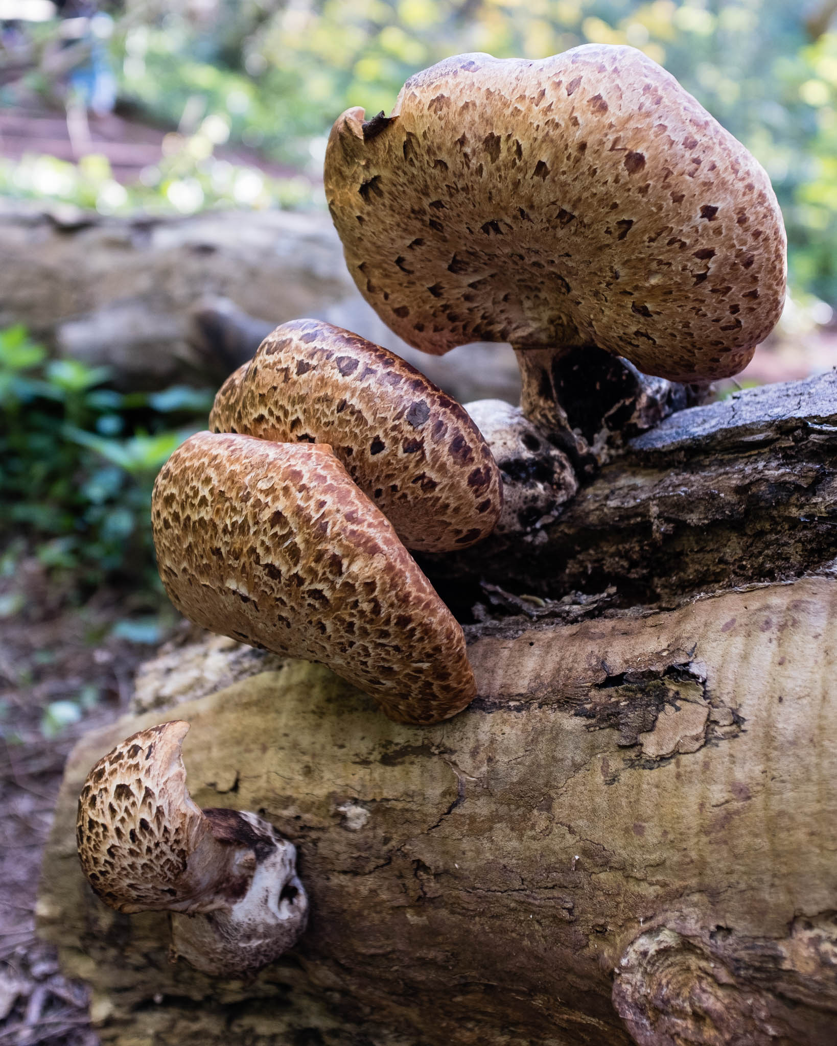 Funghi, Devon, England