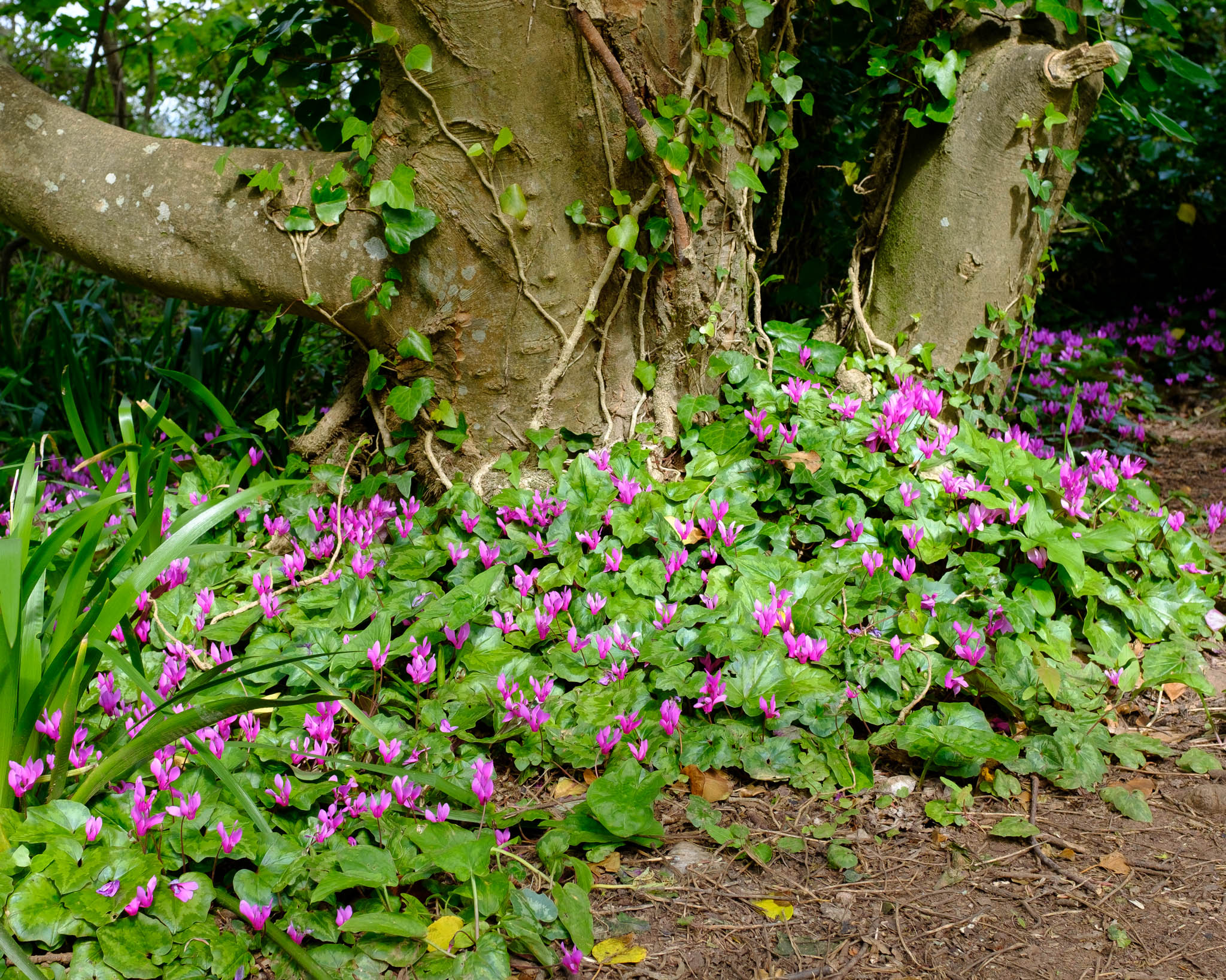 Berry Head Nature Reserve