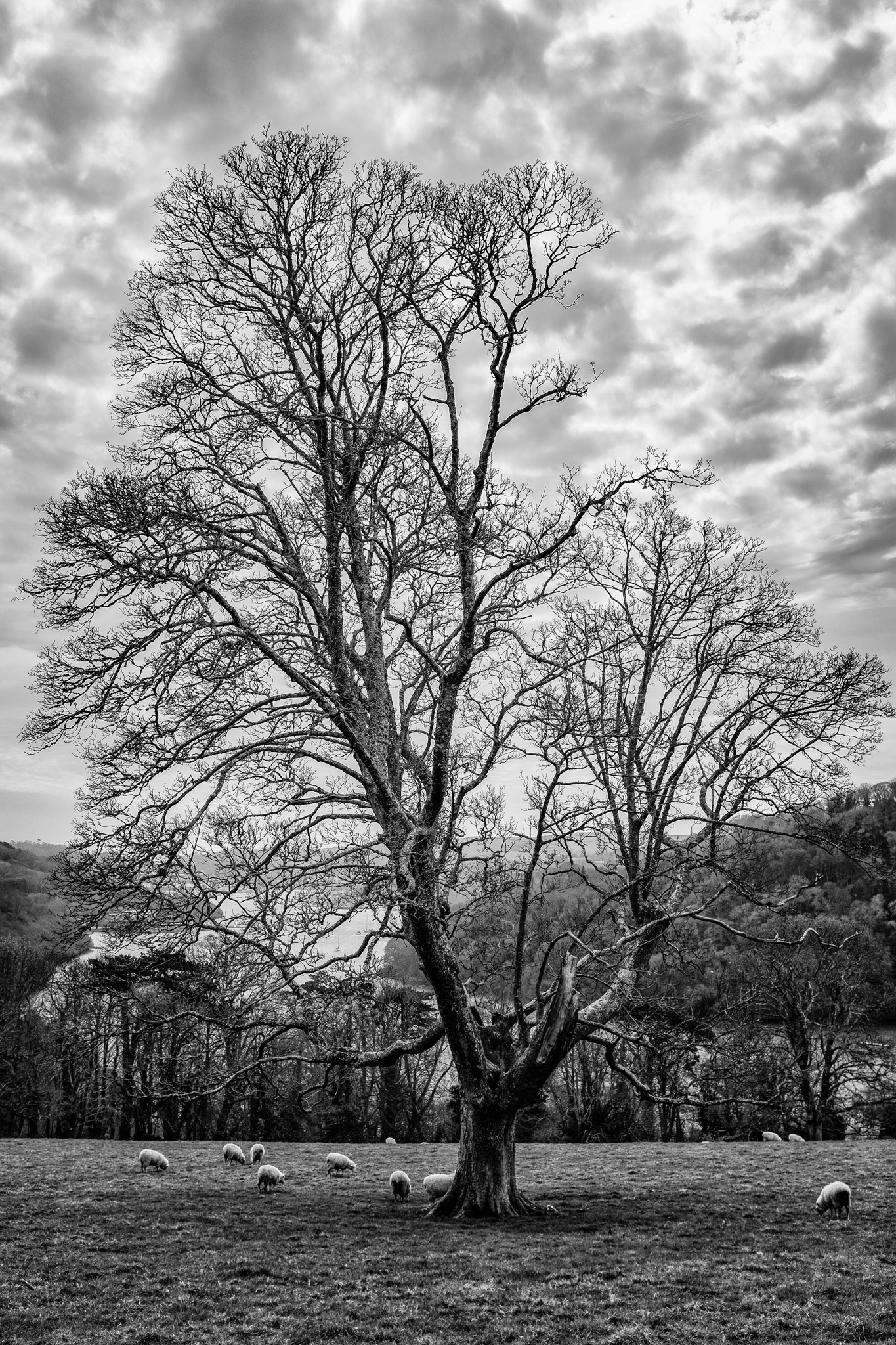 Tree and Sheep Overlooking the River Dart
