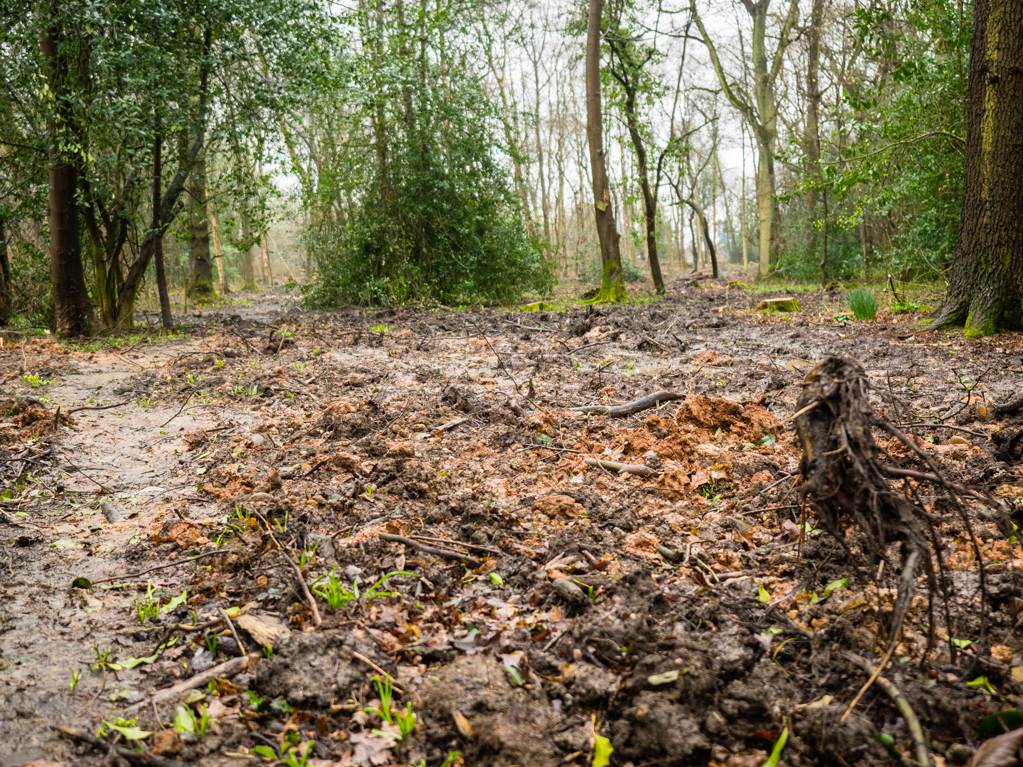 What Used to be a Tree Laden Path