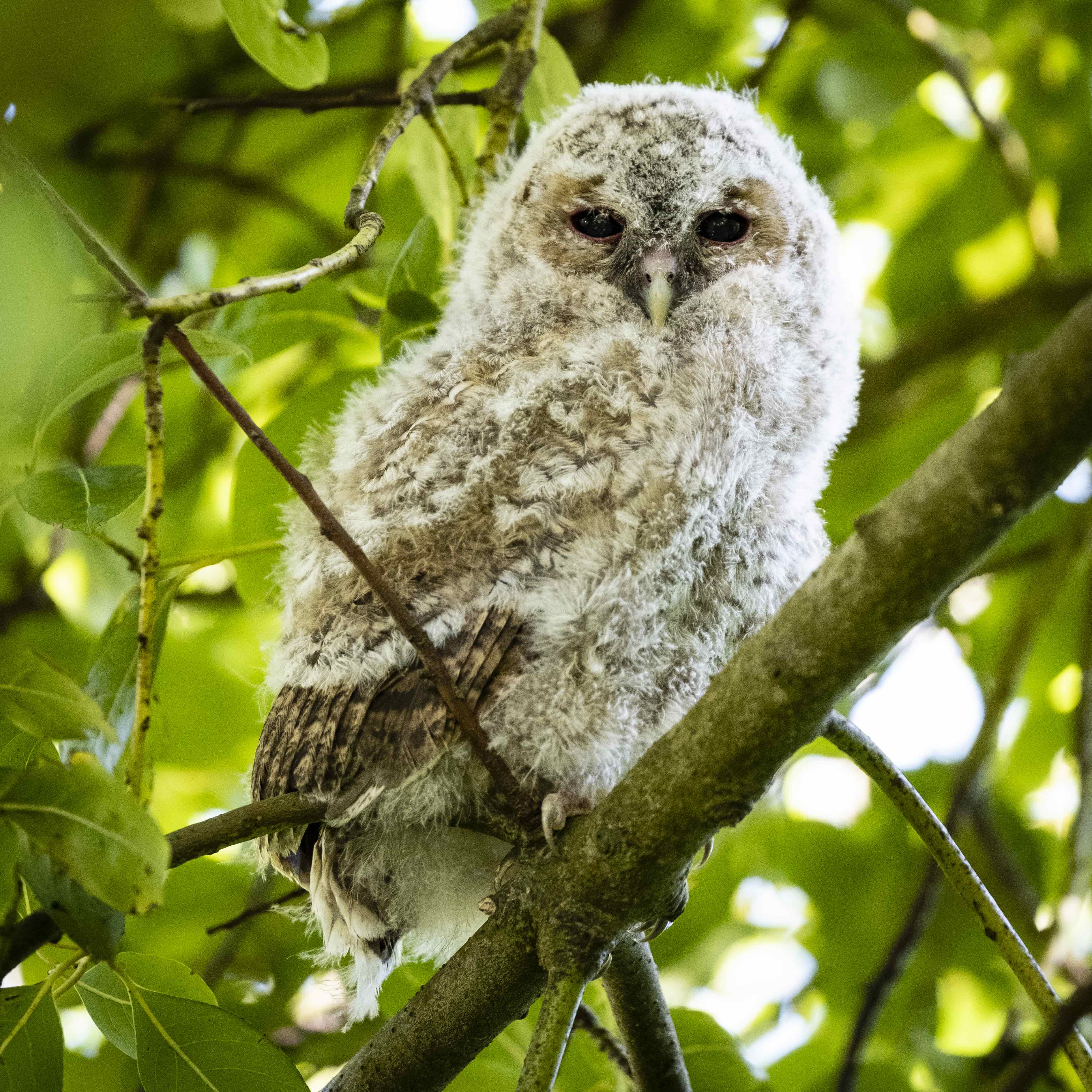 Tawny Owl Shot with Fujifilm X-T3 and XF 50-140mm f/2.8 Lens