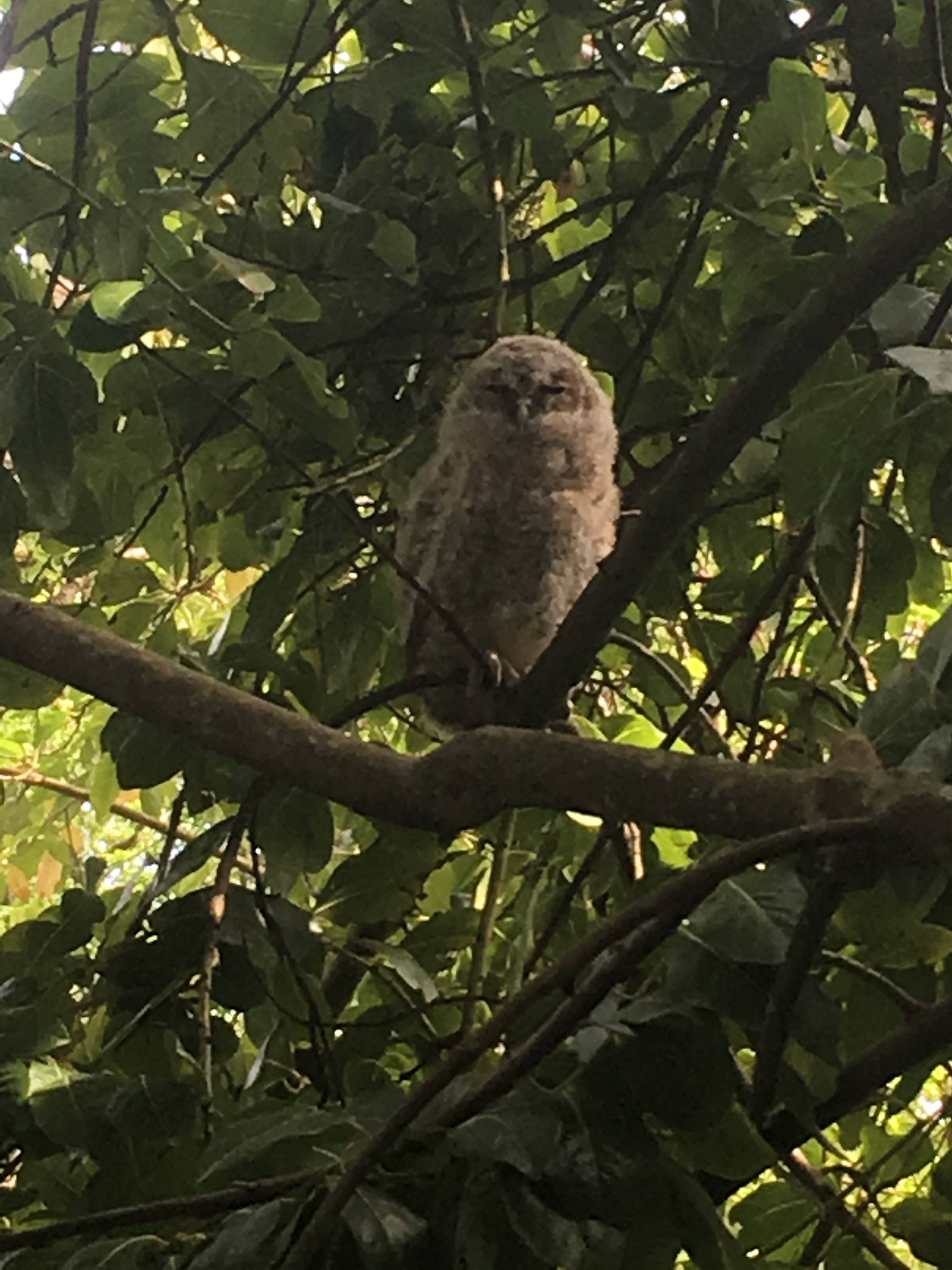 Tawny Owl Taken with iPhone SE