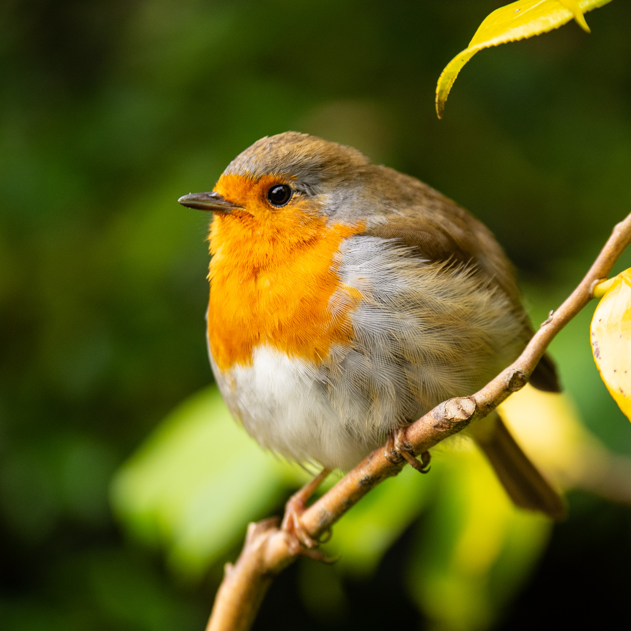 Robin at Greenway, Devon