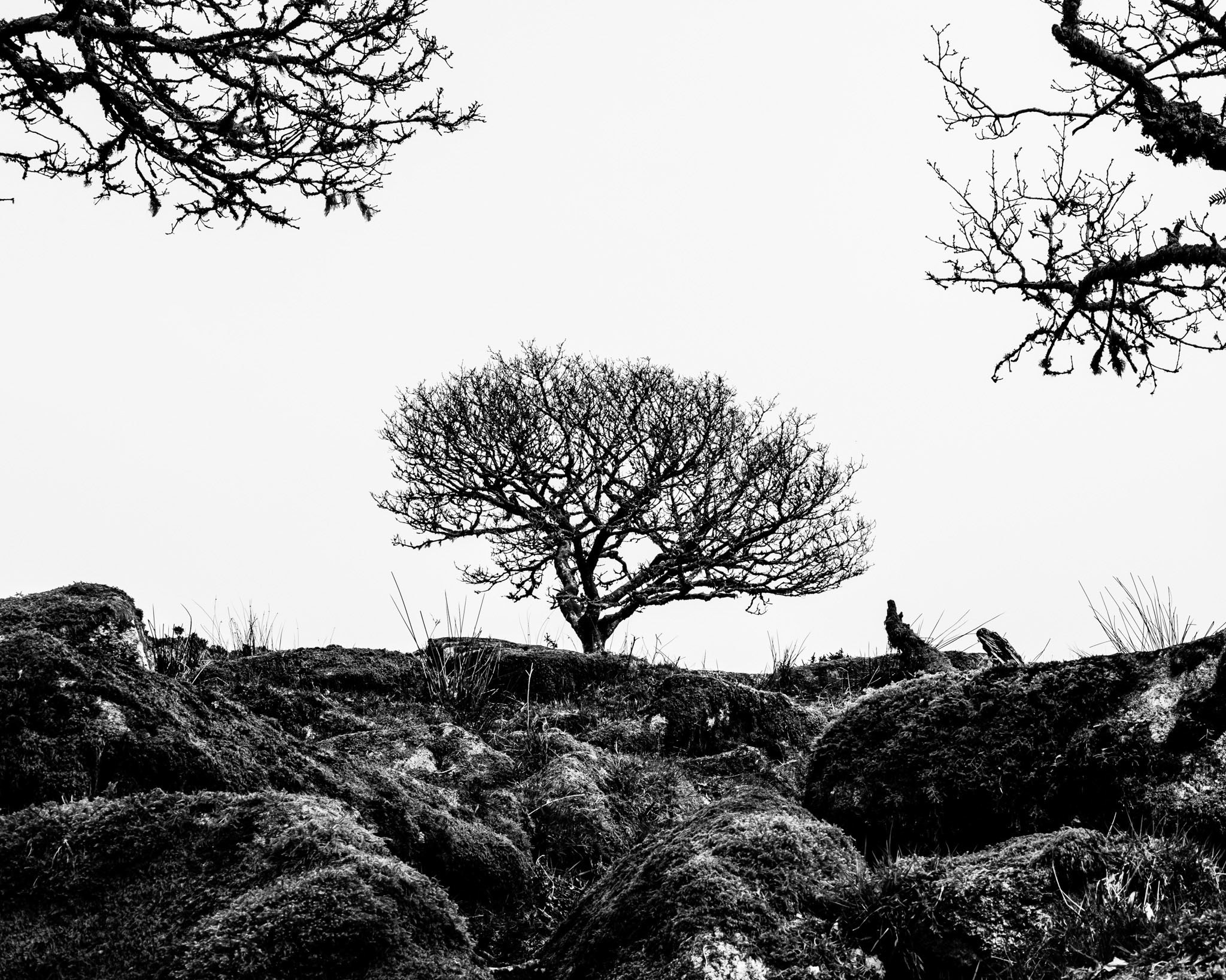 Wistman's Wood Dartmoor