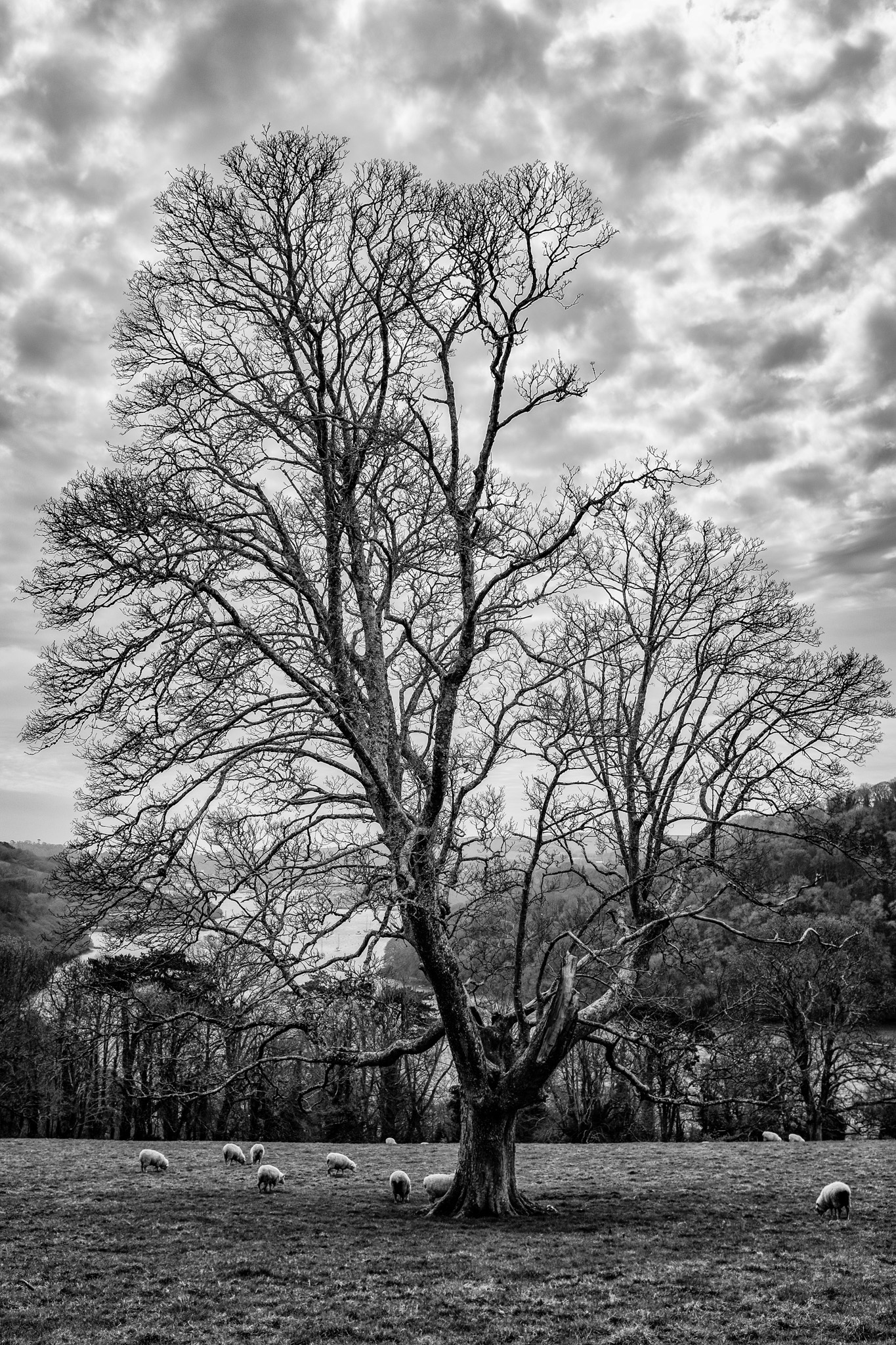 Tree Overlooking River Dart